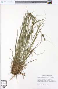 Carex complanata image