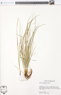 Carex willdenowii image