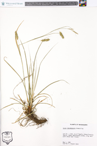 Carex cherokeensis image