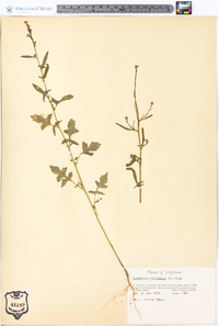 Sisymbrium officinale image