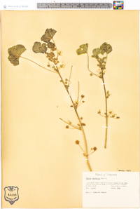 Malva neglecta image