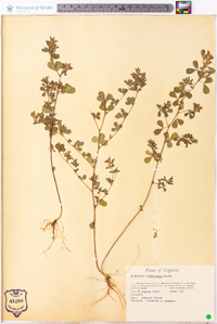 Lespedeza stipulacea image