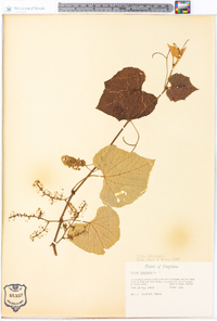 Vitis labrusca image