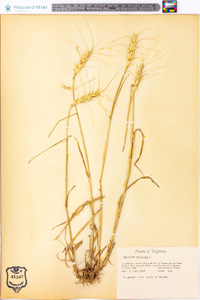 Triticum aestivum image