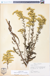 Solidago nemoralis var. nemoralis image