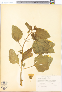 Nicandra physalodes image