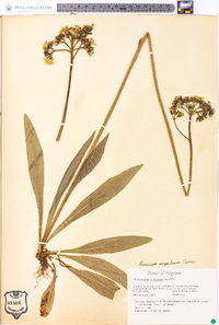 Hieracium caespitosum image