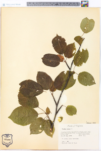 Prunus avium image