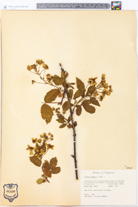 Rubus argutus image