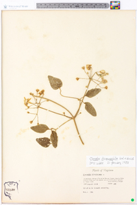 Clematis dioscoreifolia image