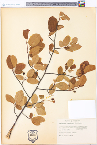 Amelanchier canadensis image