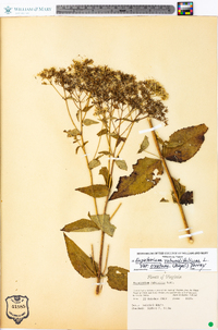 Eupatorium rotundifolium var. ovatum image