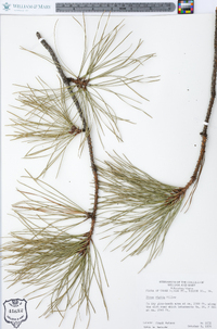 Pinus rigida image