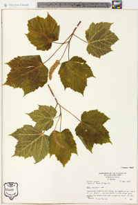 Acer spicatum image