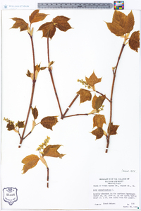 Acer pensylvanicum image