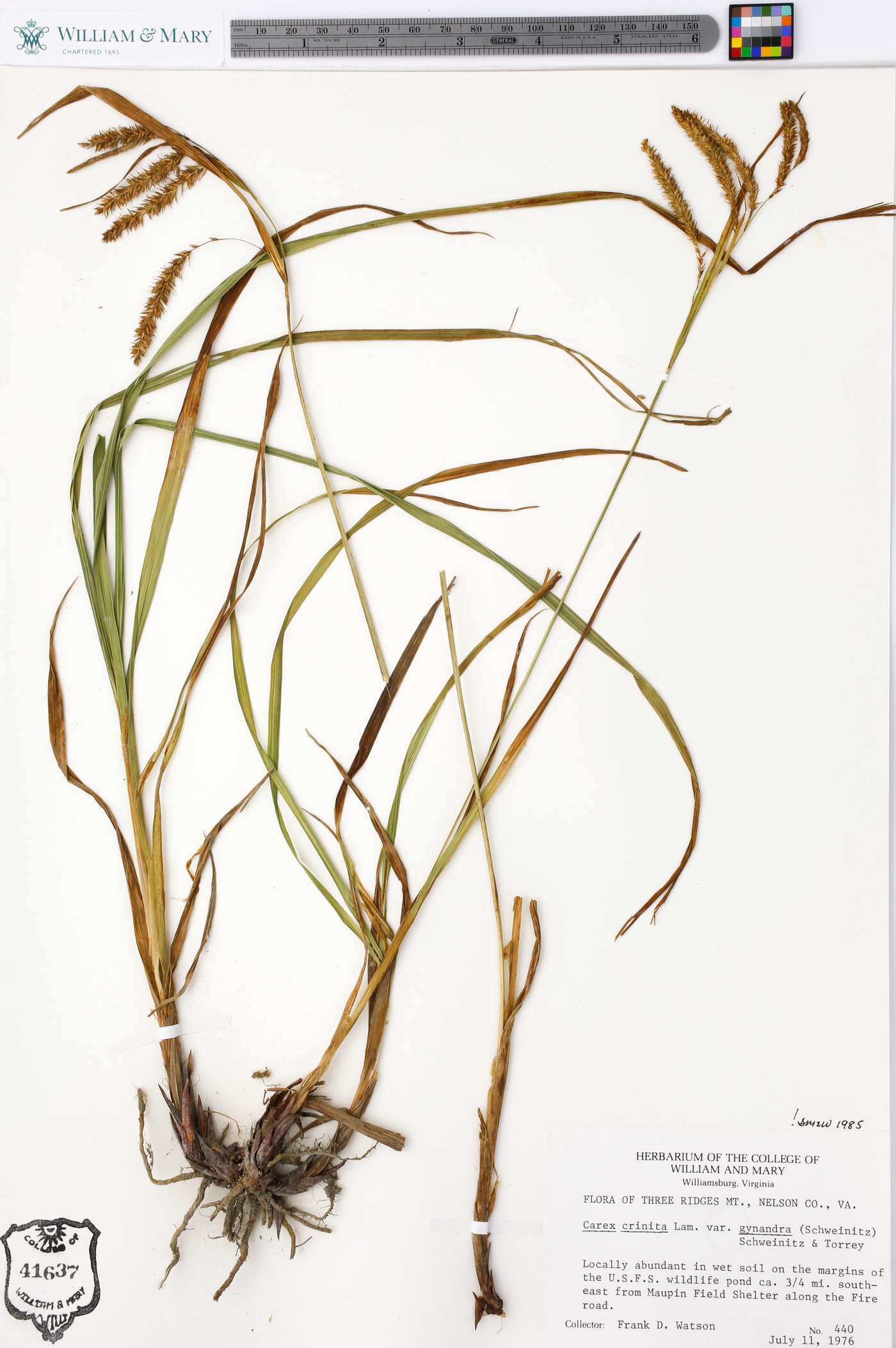 Carex crinita var. gynandra image