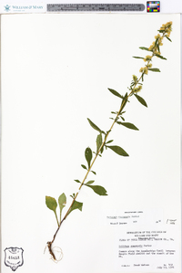 Solidago roanensis image