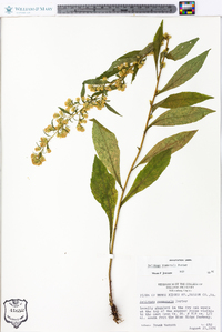 Solidago roanensis image