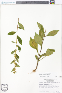 Solidago roanensis image