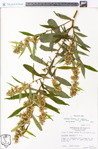 Solidago caesia var. curtisii image