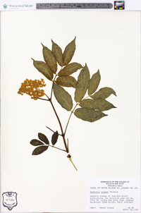 Sambucus racemosa subsp. racemosa image