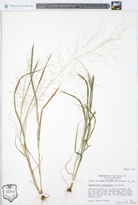 Eragrostis capillaris image