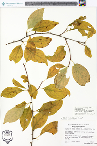 Ilex montana image