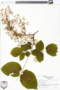 Aralia racemosa image