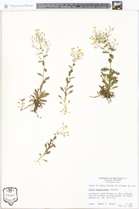 Draba ramosissima image