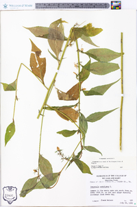 Campanulastrum americanum image