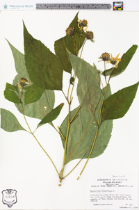 Helianthus decapetalus image