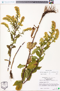 Solidago arguta var. caroliniana image