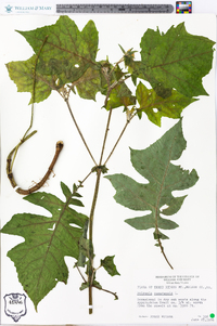 Polymnia canadensis image