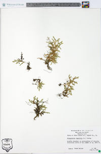 Selaginella rupestris image