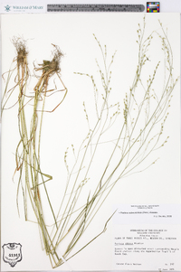 Festuca subverticillata image