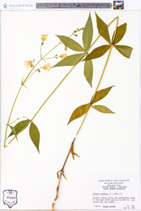 Silene stellata image