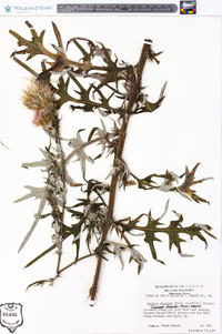 Cirsium discolor image