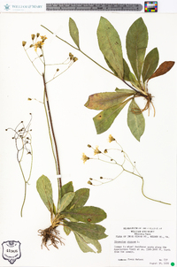 Hieracium venosum image