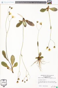 Hieracium venosum image