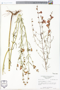 Agalinis purpurea image