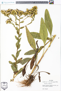 Solidago rigida image