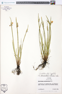 Sisyrinchium albidum image