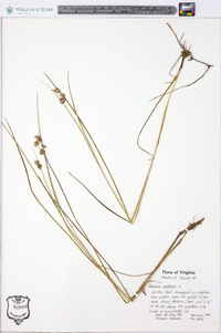 Juncus nodosus image