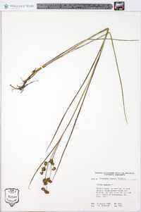 Juncus nodosus image