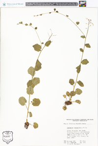 Cardamine rotundifolia image