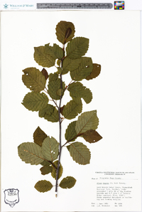 Alnus rugosa image