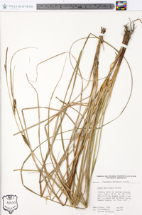 Carex walteriana image