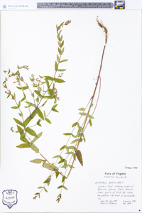 Scutellaria galericulata image