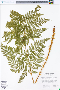 Dryopteris campyloptera image