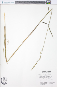 Panicum hemitomon image